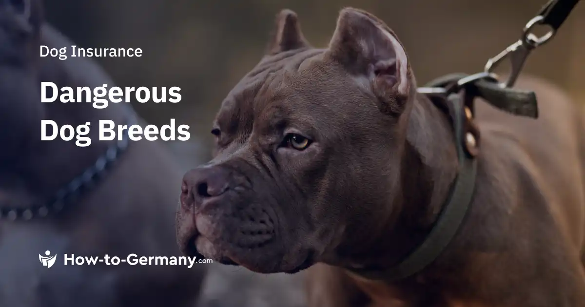 Dangerous Dog Breeds in Germany