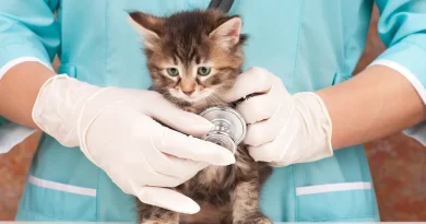 Cat Insurance Plans in Germany