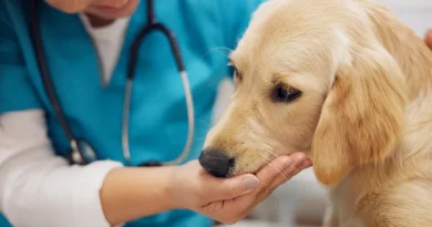Dog Health Insurance in Germany