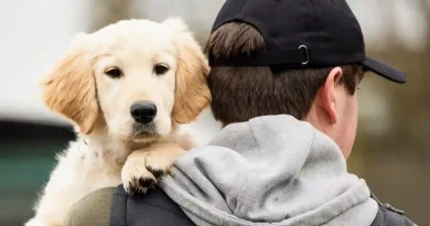 Dog Insurance Germany