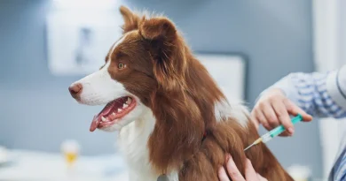 Pet Insurance in Germany: GOT Explained