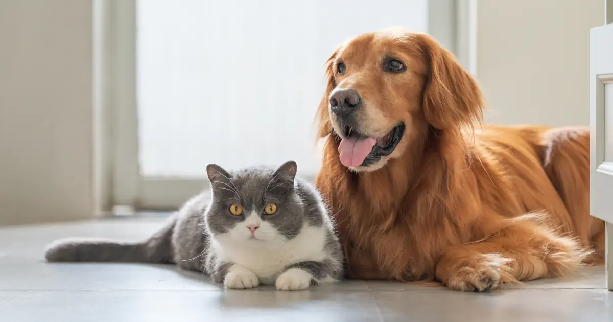 Pet Insurance Cost in Germany