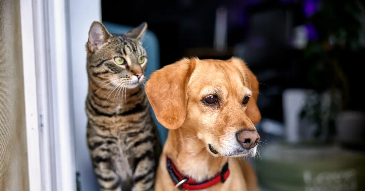 Pet Insurance in Germany