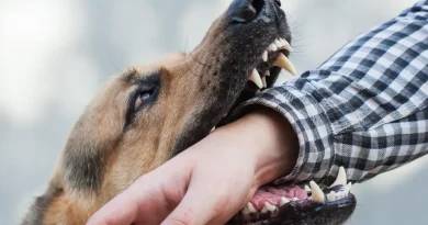 Dangerous Dog Breeds Can Require Liability Insurance in Germany