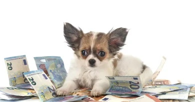 Explore Best Dog Liability Insurance Plans in Germany