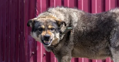 Mandatory Rules for Dog Liability Insurance in Germany